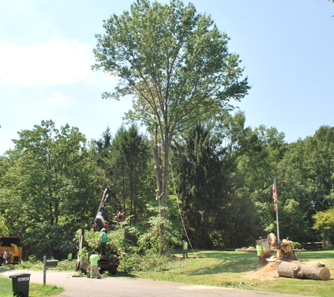 Berra Tree Experts - Burtonsville, MD. 1st tree