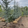 Texas Tree & Landscape gallery