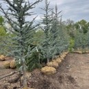 Texas Tree & Landscape - Landscape Designers & Consultants