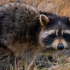 Wildlife Exterminator gallery