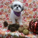 4Your Dogs Mobile Grooming - Mobile Pet Grooming