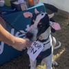 CityVet | Queen Creek gallery