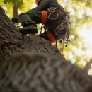 Eden Tree Care - Tree Service