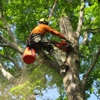 Integritree Tree Service gallery