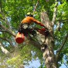Integritree Tree Services