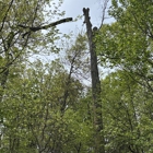 United Tree Services