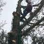 All-Timber Tree Service