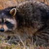 Trutech Wildlife Service gallery