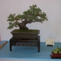 Ron Anderson Bonsai