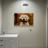CityVet | Marvin gallery