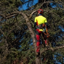 Mikes tree Service - Tree Service