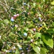 Hulings Blueberries & Farm Market