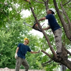 Dillard's Tree Service