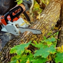 Tree Removal - Tree Service