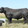 Downey Ranch, Inc. gallery