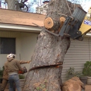 A+ Lumberjack Roy - Tree Service