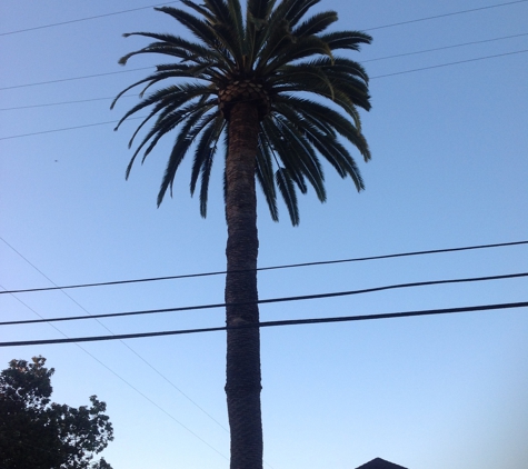 San Jose Tree Service - San Martin, CA