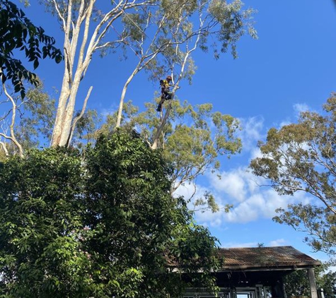 Global Tree Works. Dangerous tree