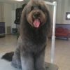 Royal Pets Grooming Spa gallery