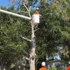 Mid-Florida Tree Service gallery
