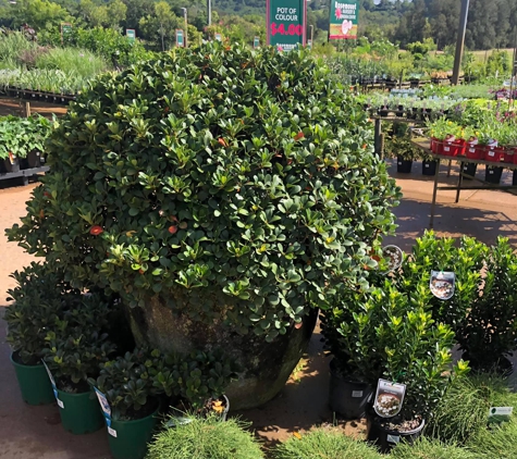 Rosemount Nursery - Rosemount, QLD