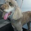 Wag Love Pets gallery