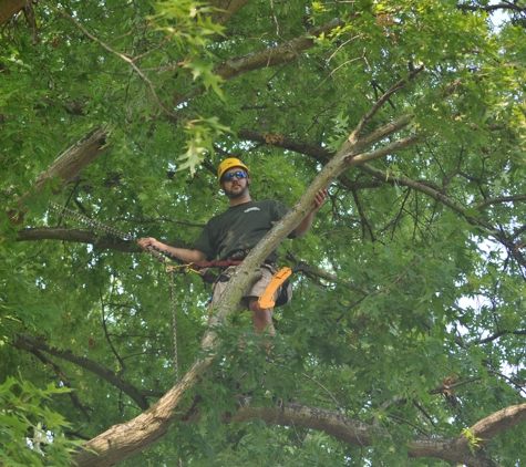 Bradley Tree Service - Cleveland, TN