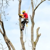 Apple Tree Services gallery