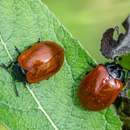 Agriserve Pest Control - Pest Control Equipment & Supplies