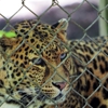 Exotic Feline Rescue Center gallery