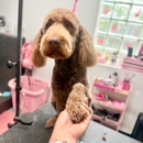 Wesley's Wag and Wash Pet Spa