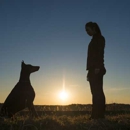 Respectful Canine - Dog Training and More - Animal Transportation