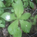 Backyard Natives - Artificial Flowers, Plants & Trees