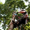 Antonio & Ed Tree Experts gallery