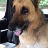 Woody's Pet Grooming gallery