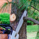Dany Tree Service Corp - Tree Service