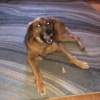 Wachusett Pet Care gallery