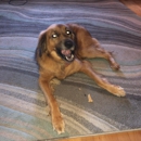 Wachusett Pet Care - Dog Parks
