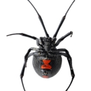 Best Pest Control Company - Pest Control Services