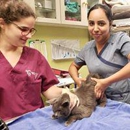 Longevity Veterinary Center - Veterinarian Emergency Services