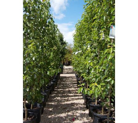 Gill's Nursery - Cheltenham, VIC