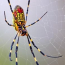 Valor Pest Solutions - Insecticides