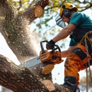 DiCanio's Stump Removal - Tree Service