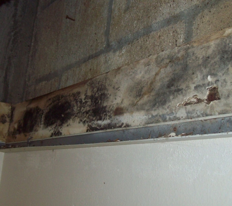 Bay Area Mold Services - San Francisco, CA