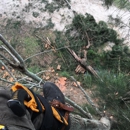 Olive Branch Tree Care - Arborists