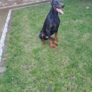Harmony k9 training