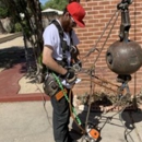 Tree Monkey Tree Trimming AZ - Tree Service