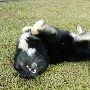 South Paw Dog Grooming - Pialba, QLD