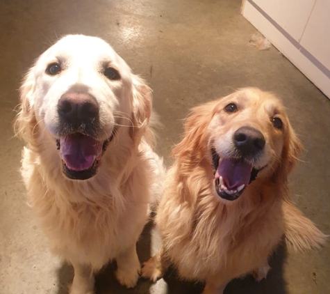 Grindelwald Kennels & Cattery - Legana, TAS