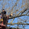 Smart Tree Service gallery